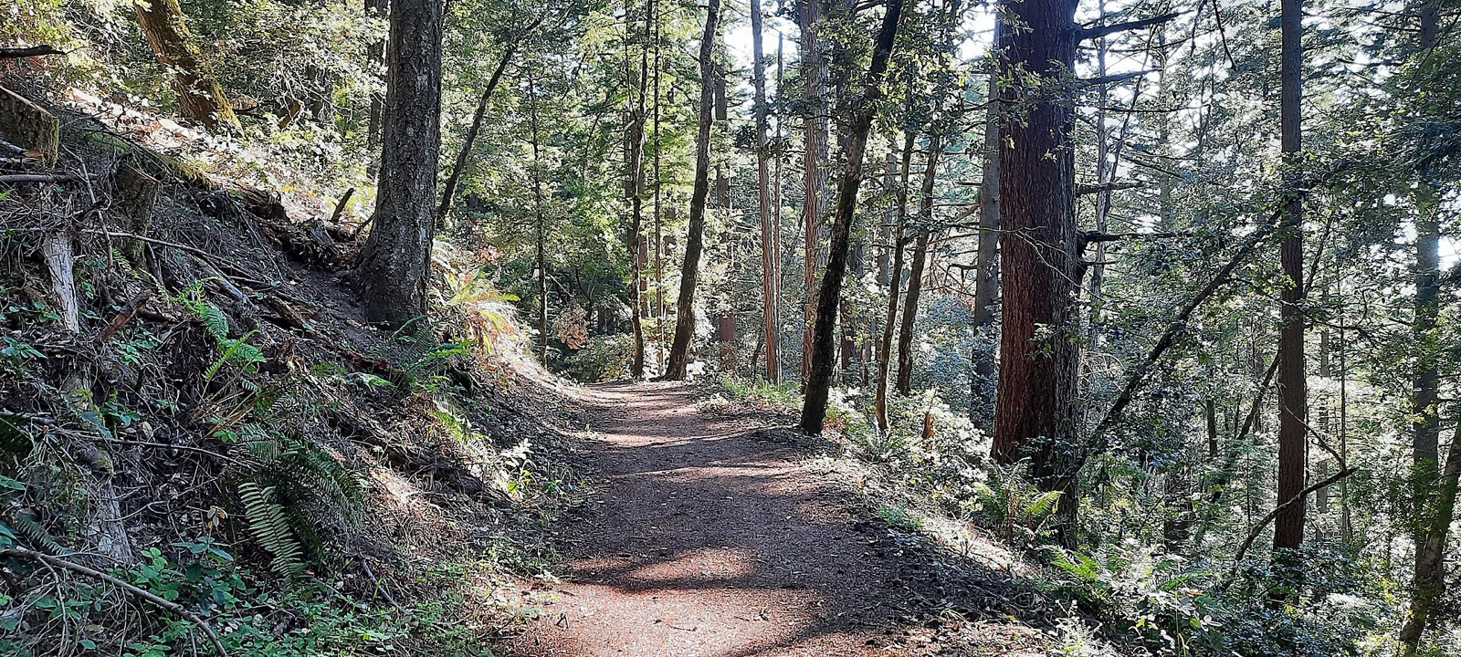 A wooded trail through El Corte de Madera Creek Preserve