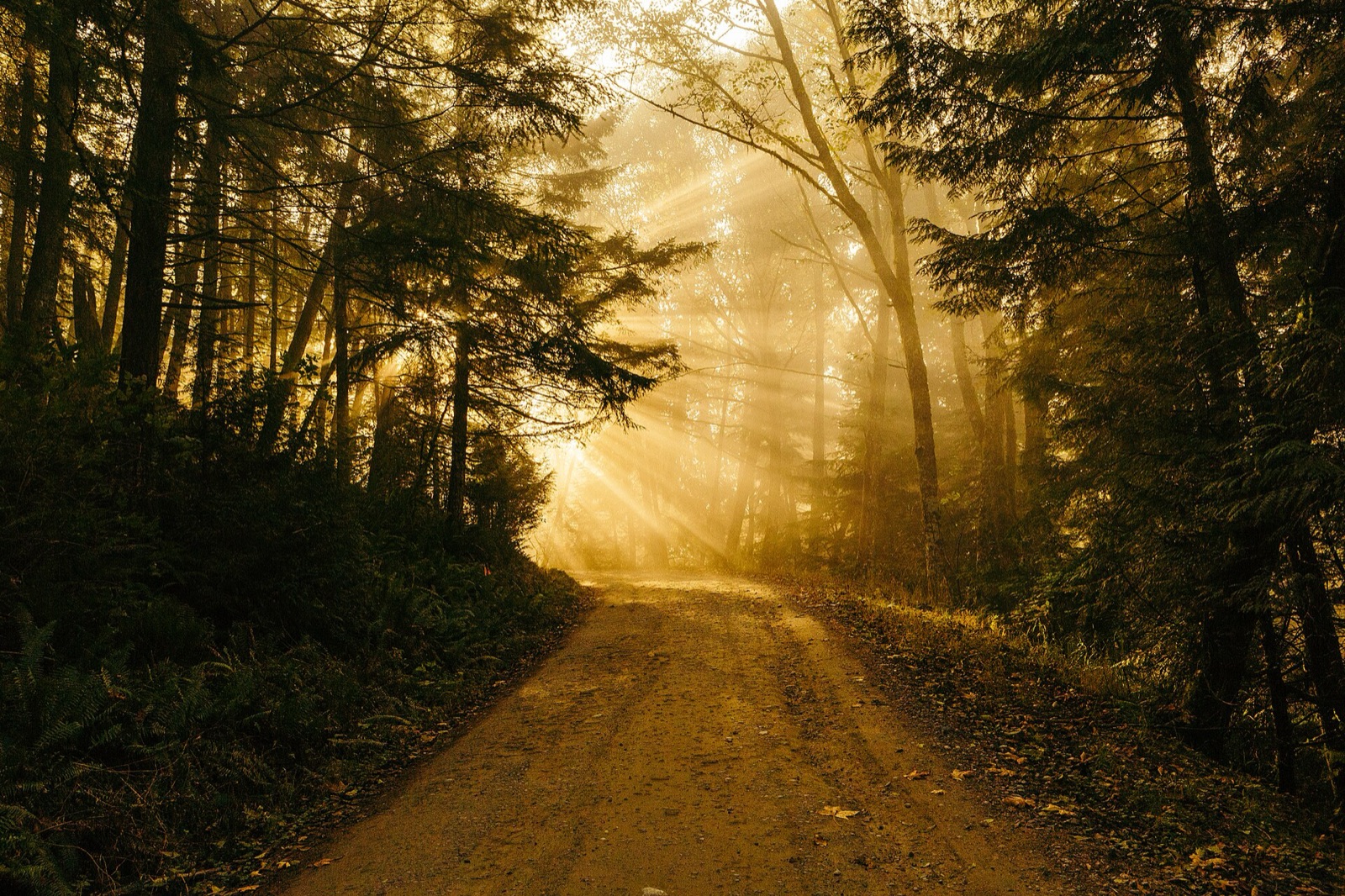 Forested landscape on Chuckanut Mountain