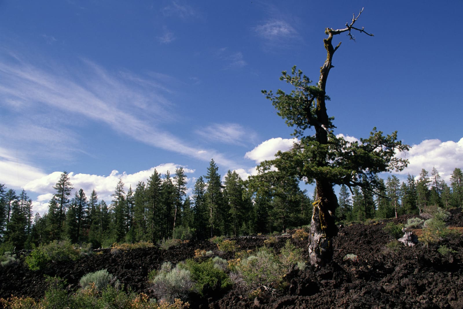 A lone ponderosa growing out of the Lava Cast Forest basalt flow under a summer sky