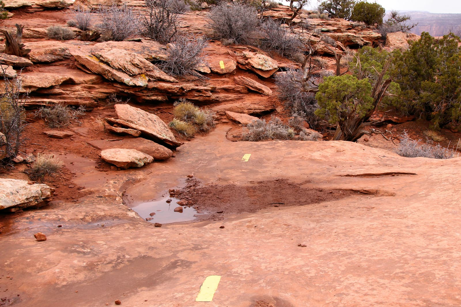 Painted route stripes crossing wet slickrock on the West Rim Trail at Dead Horse Point