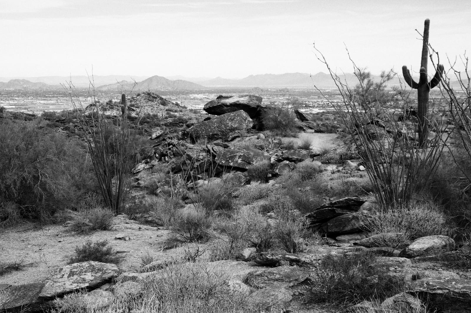 Open Sonoran desert ridge with saguaro cactus at South Mountain Park and Preserve
