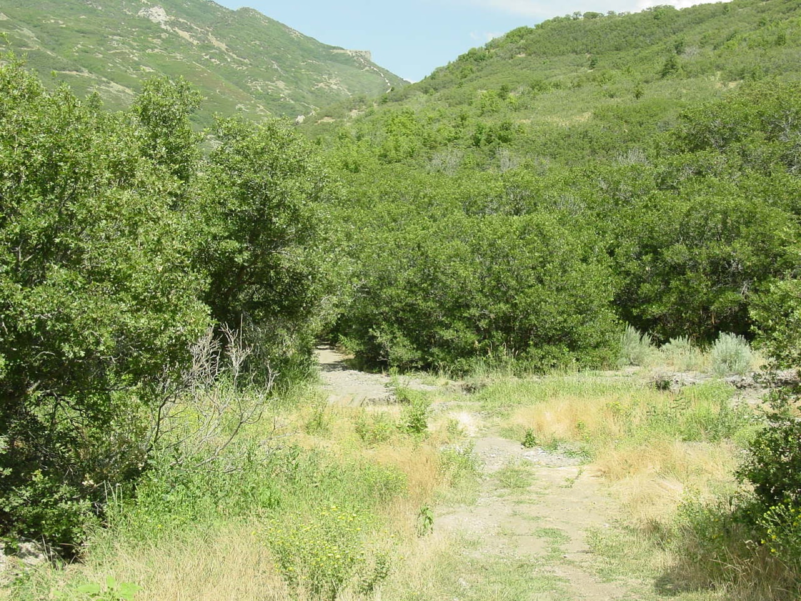 A dirt trail between wooded hills in Corner Canyon, Draper, Utah