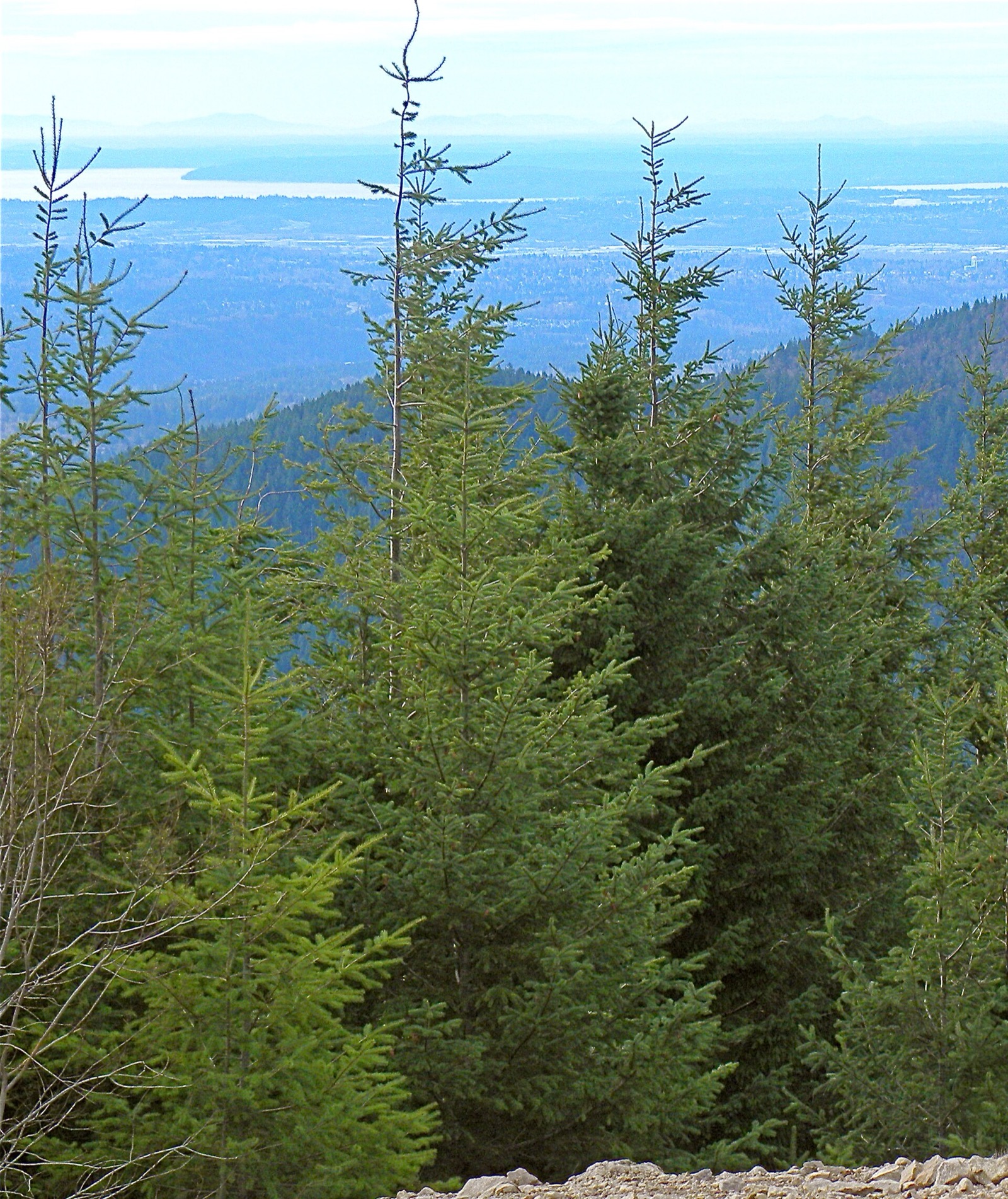 Douglas fir trees and green understory on Tiger Mountain