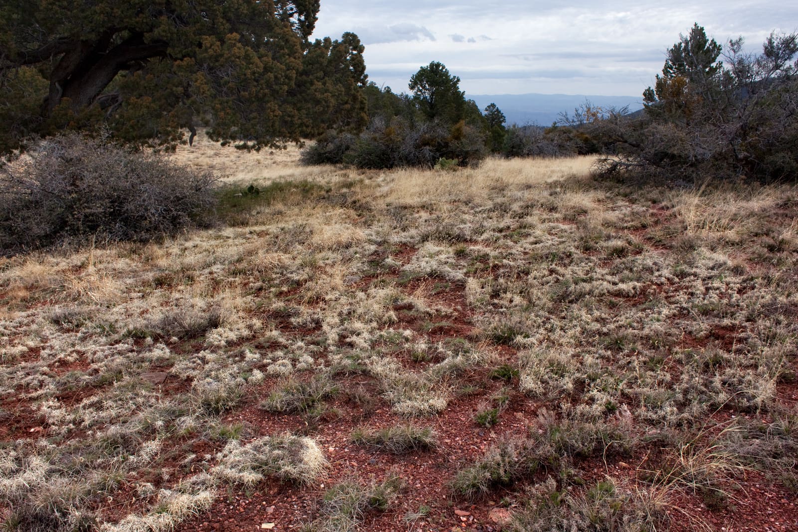 High desert scrub and rock on the Black Hills side of Mingus Mountain, a distinct range southwest of Jerome