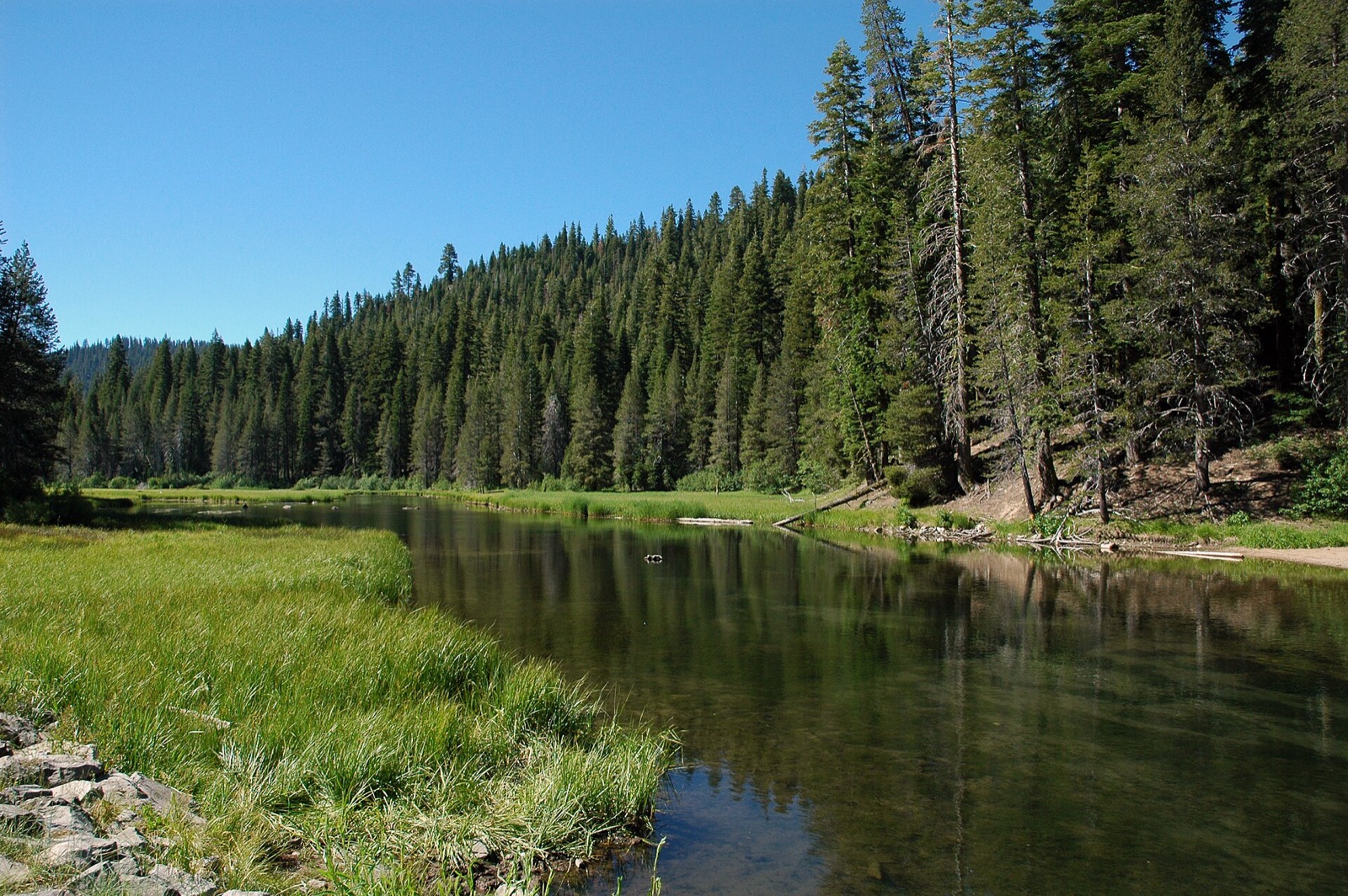 Wetlands and evergreen forest along the Truckee River